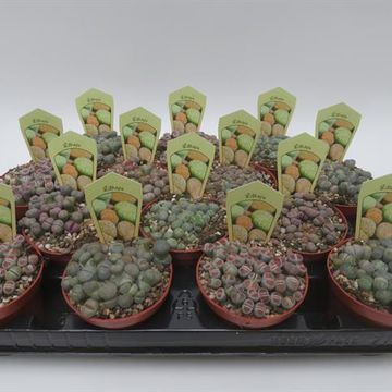 Lithops MIX