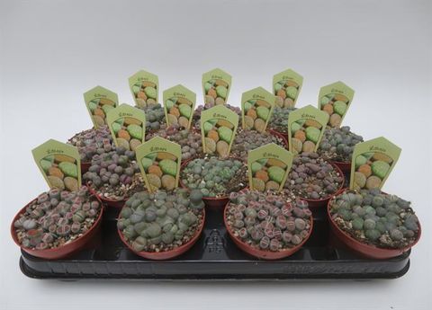 Lithops MIX