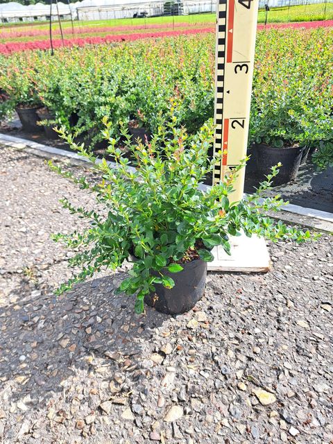 Berberis buxifolia 'Nana'
