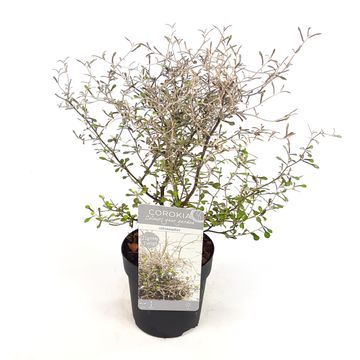 Corokia 'Maori Silver'