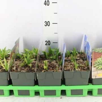 Hosta 'Lakeside Little Tuft'