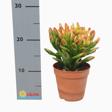 Crassula ovata 'Horntree'