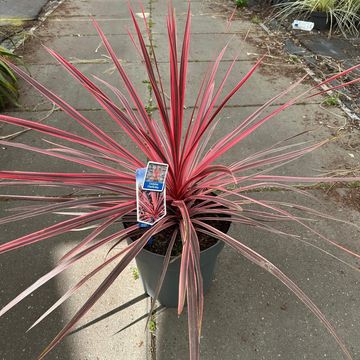 Cordyline australis CHARLIE BOY