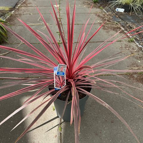 Cordyline australis CHARLIE BOY