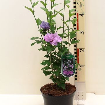 Hibiscus syriacus 'Ardens'