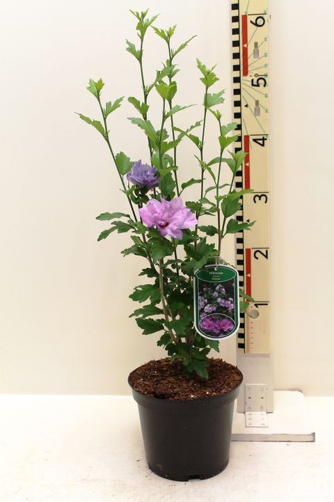 Hibiscus syriacus 'Ardens'