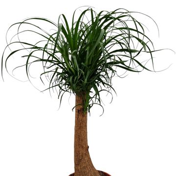 Beaucarnea recurvata