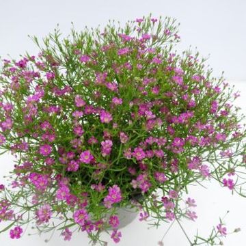 Gypsophila muralis 'Gypsy Deep Rose'