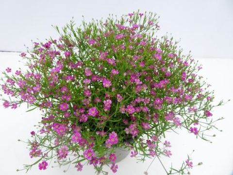 Gypsophila muralis 'Gypsy Deep Rose'