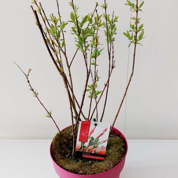 Salix integra 'Flamingo'