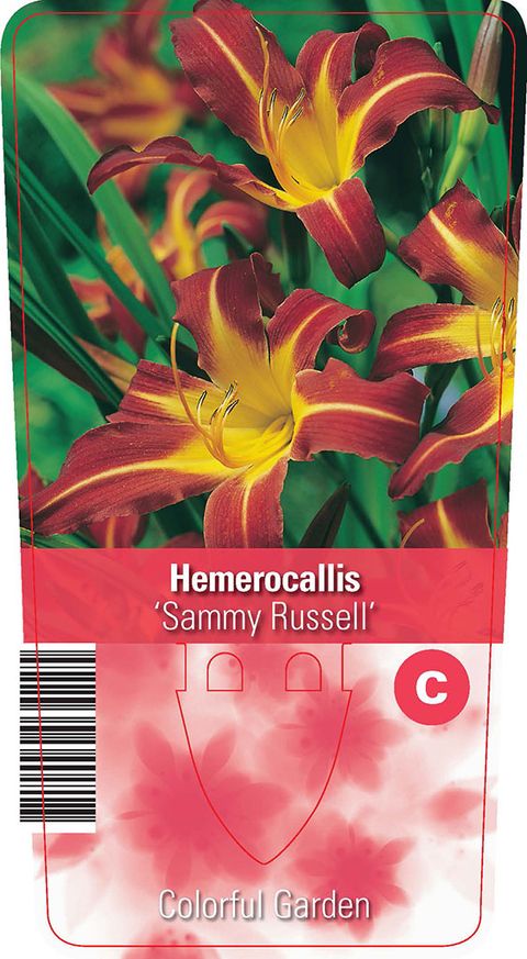 Hemerocallis 'Sammy Russell'