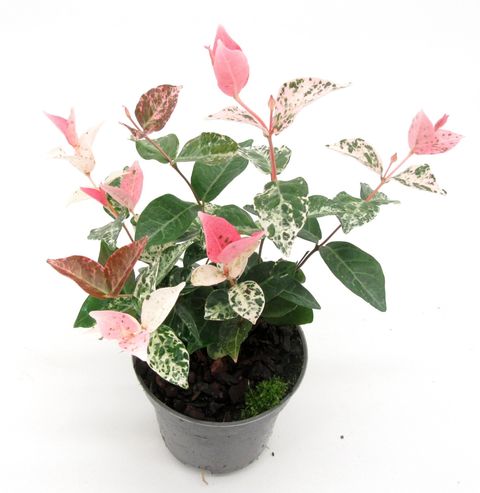 Trachelospermum asiaticum 'Tricolor'
