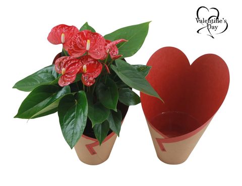 Anthurium JAMBO RED
