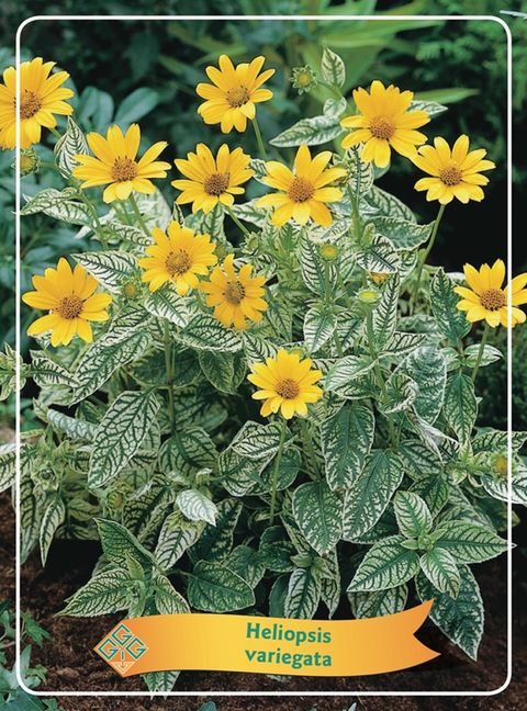 Heliopsis helianthoides 'Variegata Oriole'