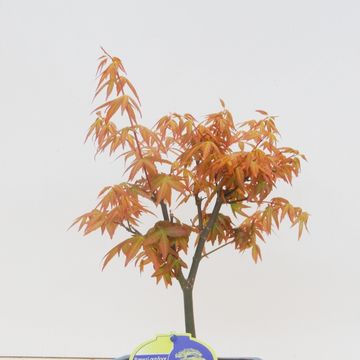 Acer palmatum 'Orange Dream'