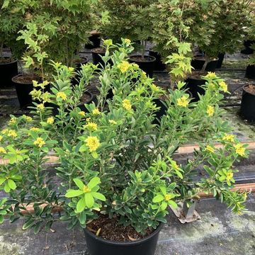 Daphne gemmata
