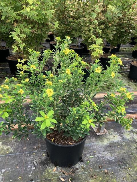 Daphne gemmata