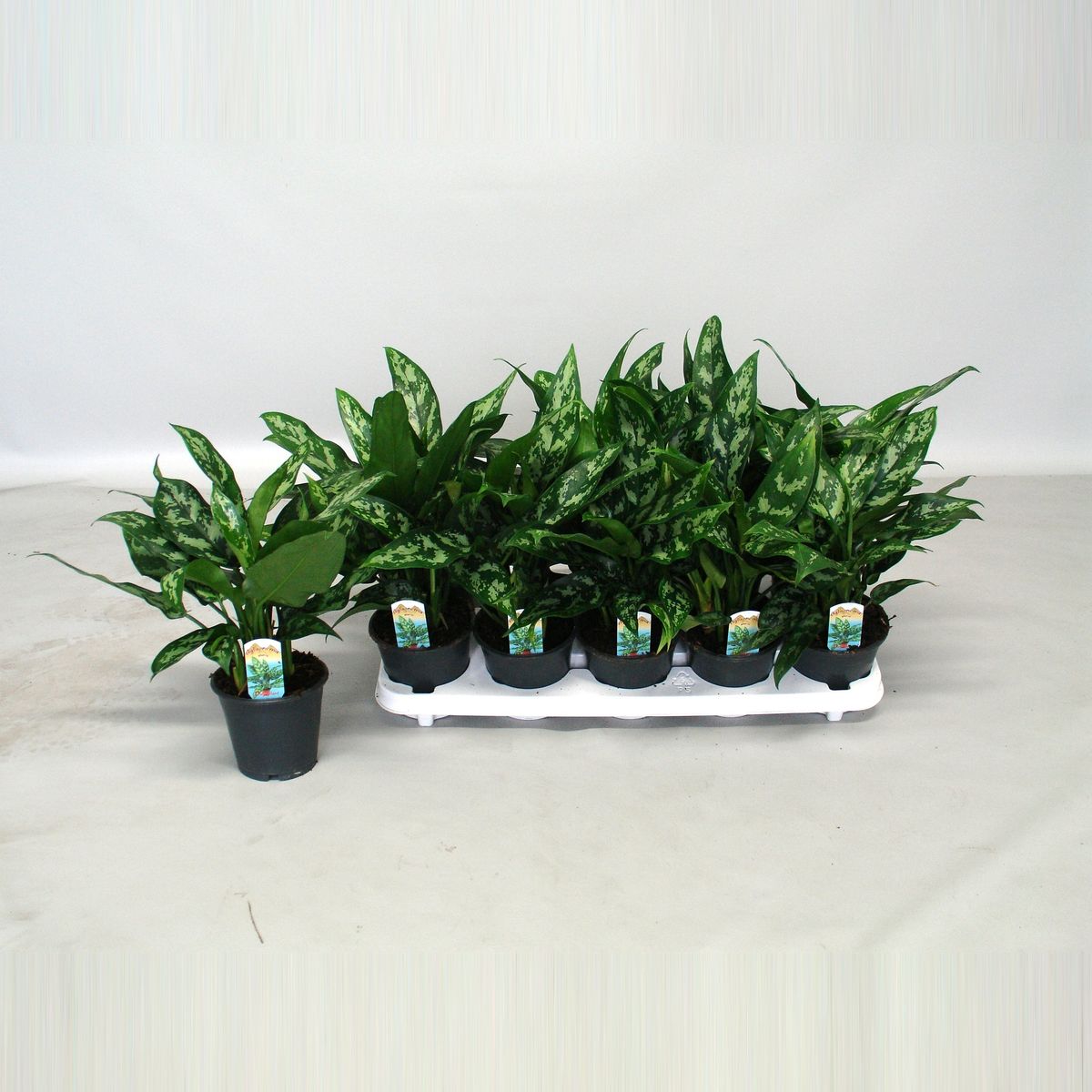 Aglaonema 'Maria' — Plant Wholesale FlorAccess