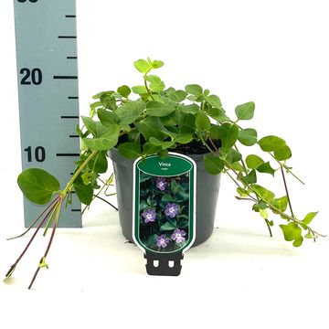 Vinca major