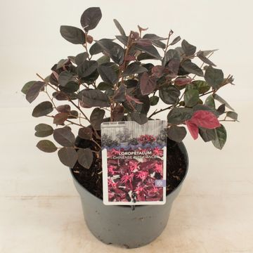 Loropetalum chinense 'Fire Dance'