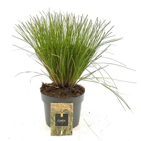 Carex testacea PRAIRIE FIRE COLORGRASS