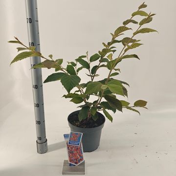 Hamamelis x intermedia 'Feuerzauber'