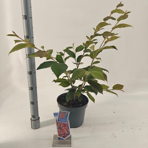 Hamamelis x intermedia 'Feuerzauber'