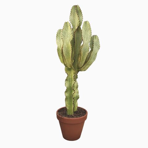 Euphorbia ingens 'Variegata'