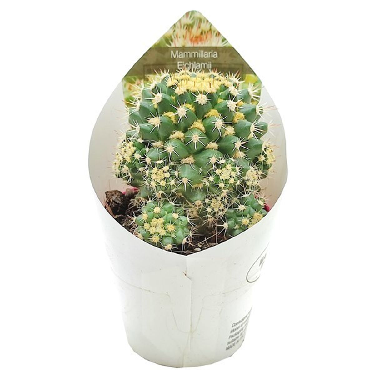 Mammillaria eichlamii  Plant Wholesale FlorAccess