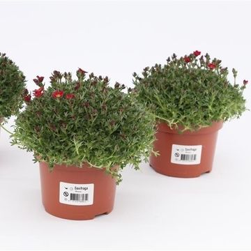 Saxifraga 'Peter Pan'