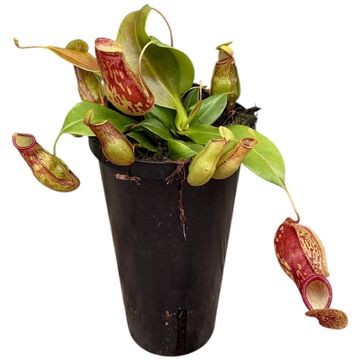 Nepenthes 'Gaya'