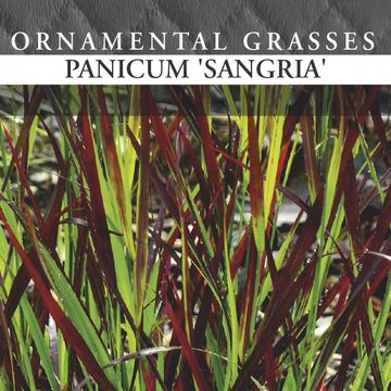 Panicum virgatum 'Sangria'