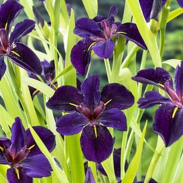 Iris 'Black Gamecock'