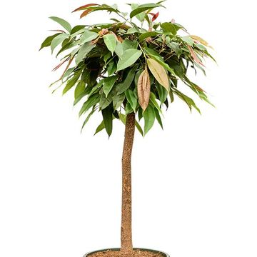 Ficus binnendijkii 'Amstel King'