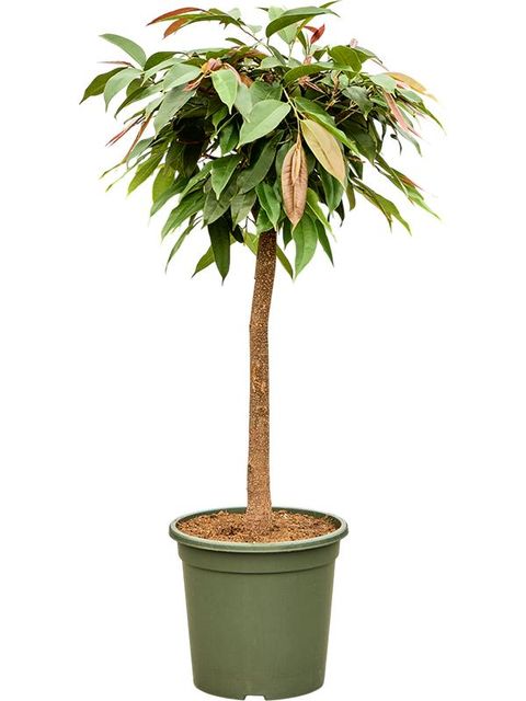 Ficus binnendijkii 'Amstel King'