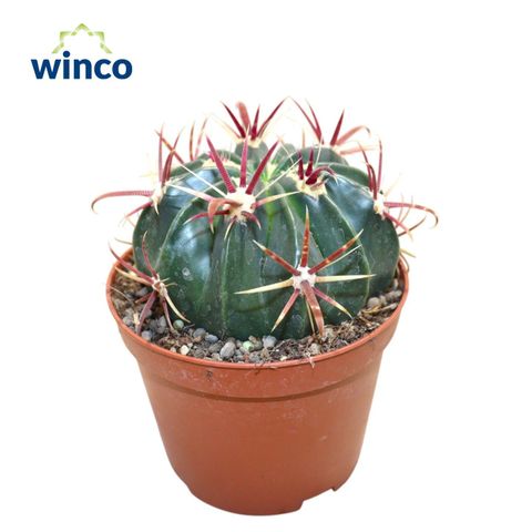 Ferocactus latispinus