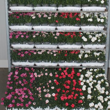 Dianthus MIX