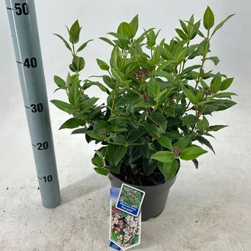 Viburnum tinus 'Eve Price'