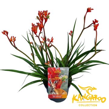 Anigozanthos 'Red Inferno'