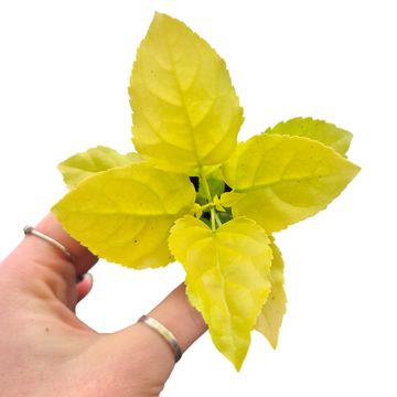 Radermachera sinica 'Aurea'