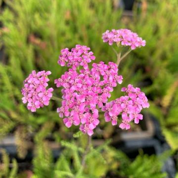 Achillea millefolium 'Cerise Queen'