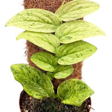 Rhaphidophora korthalsii 'Marble Aurea'