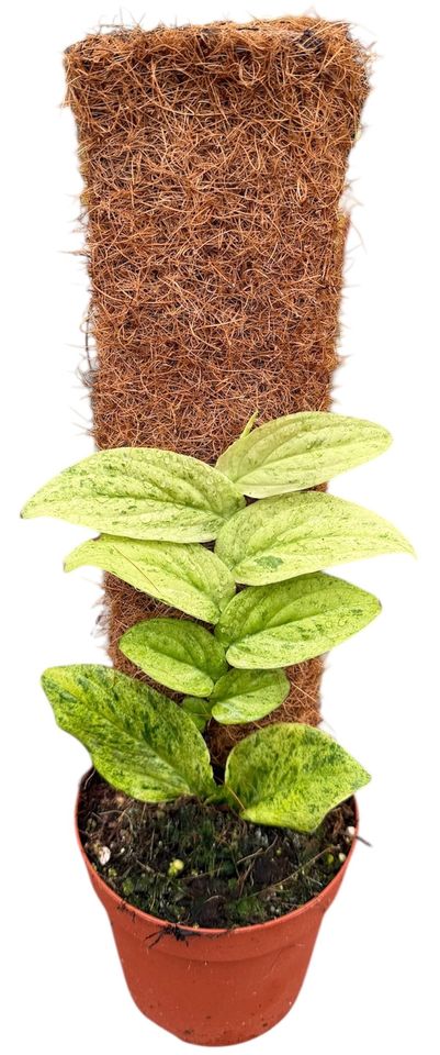 Rhaphidophora korthalsii 'Marble Aurea'