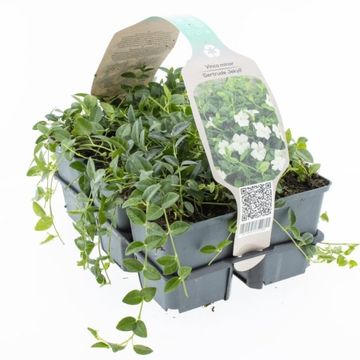 Vinca minor 'Gertrude Jekyll'