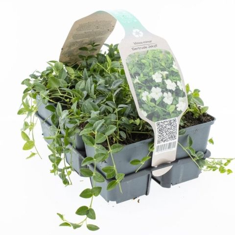 Vinca minor 'Gertrude Jekyll'