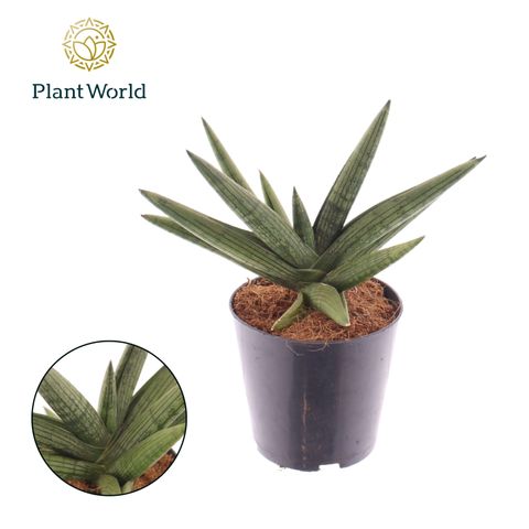 Sansevieria 'Helios Dwarf'