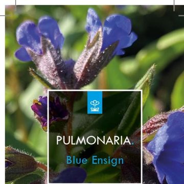Pulmonaria 'Blue Ensign'