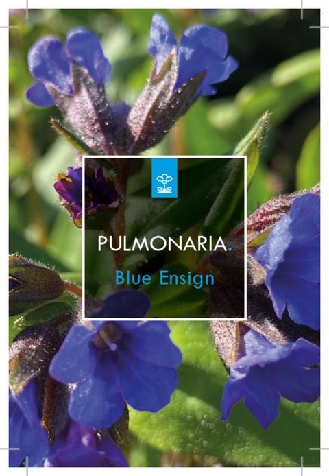 Pulmonaria 'Blue Ensign'