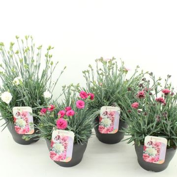 Dianthus GARDEN PINKS MIX