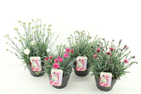 Dianthus GARDEN PINKS MIX